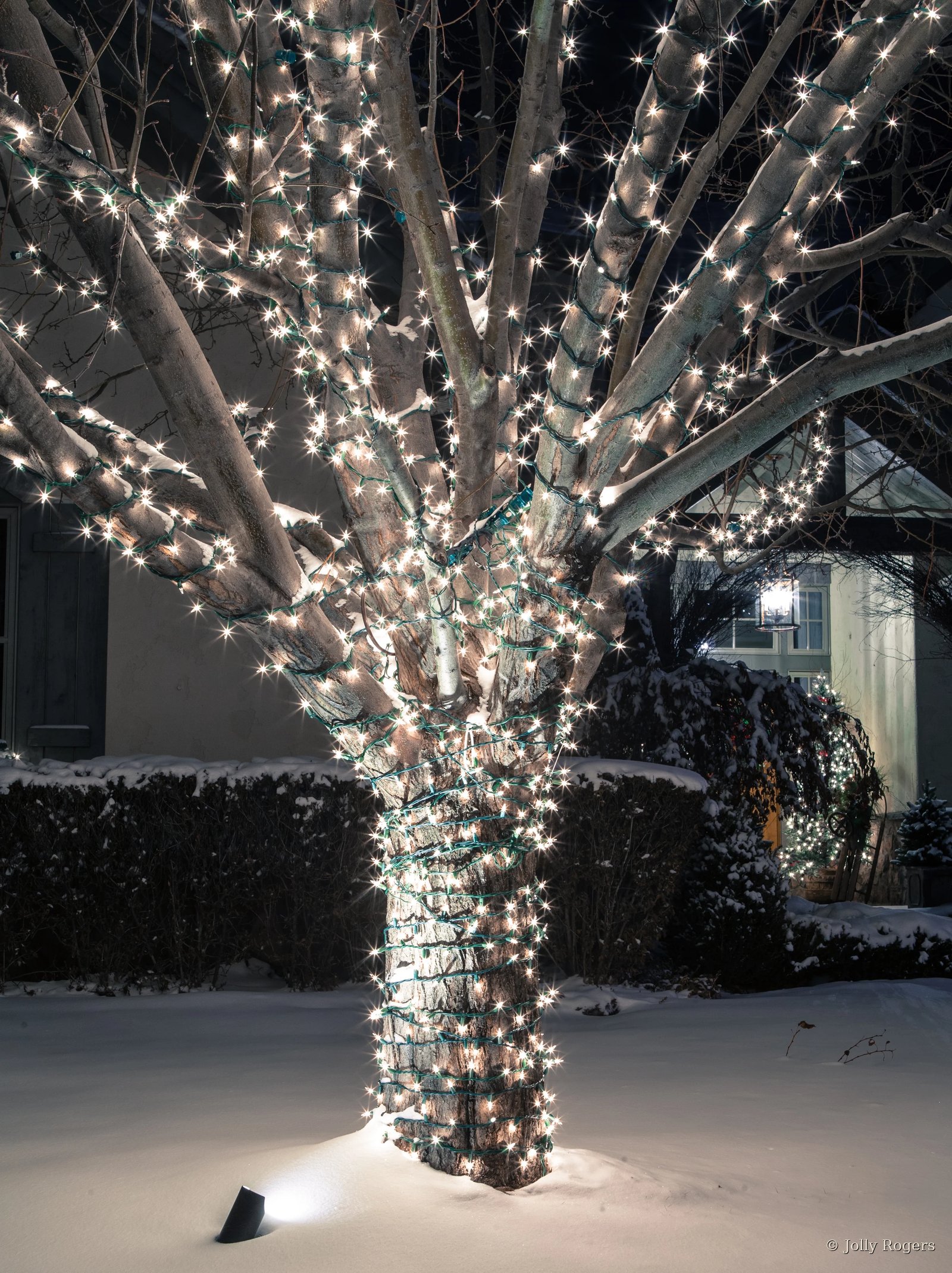 Detailed tree trunk and branch wrapping warm white lights